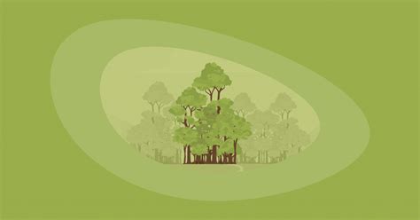 9 Best Charities for Protecting the Amazon Rainforest (Complete 2024 .
